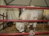 farming-settembre-2011-283