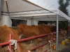 farming-settembre-2011-284