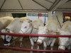 farming-settembre-2011-285