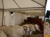 farming-settembre-2011-350