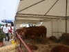 farming-settembre-2011-356